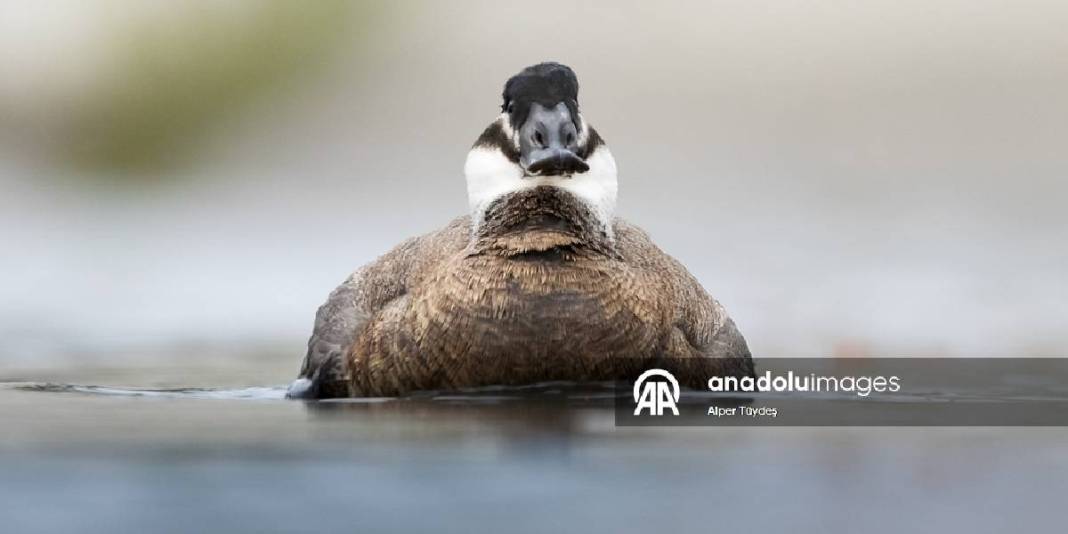 Nesli tükenmekteydi, Kocaeli’de görüntülendi! Rengiyle duruşuyla hayran bıraktı: Dikkuyruk ördekleri 1